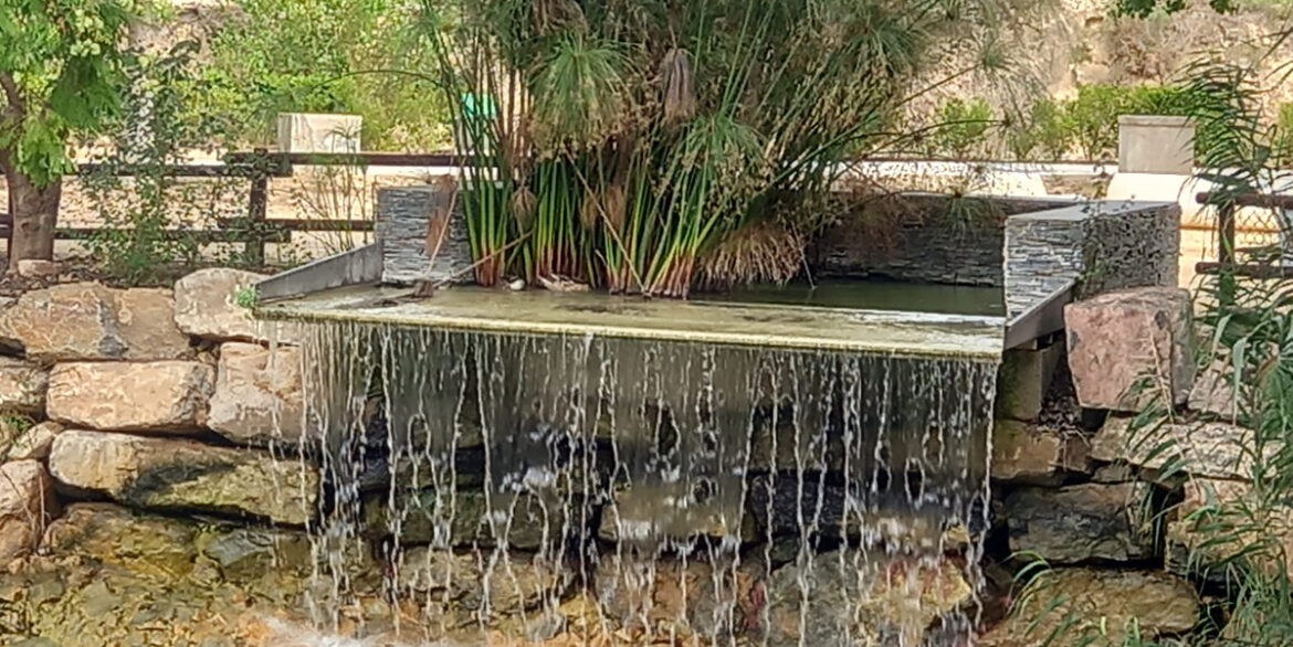 ShowFeedImage