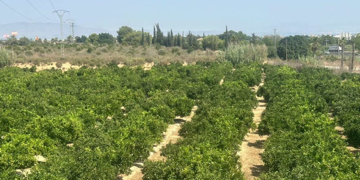 ShowFeedImage